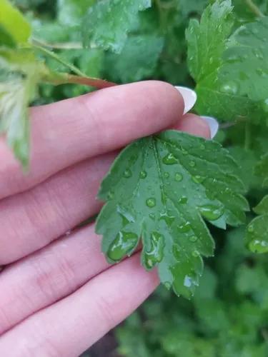 Mountain Currant