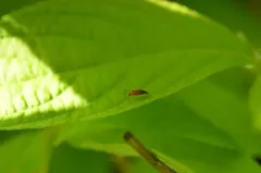 Azalea Plant Bug thumbnail 4