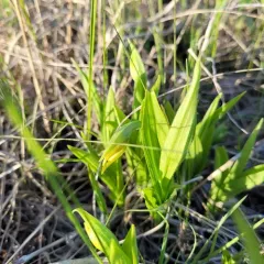 small white lady's-slipper thumbnail 2
