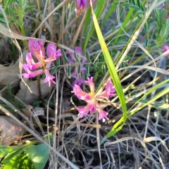 Ground-plum thumbnail 2