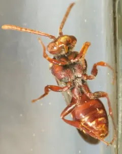 Bethune's Cuckoo Nomad Bee thumbnail 3