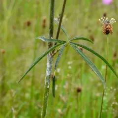 Meadow Checker-mallow thumbnail 1