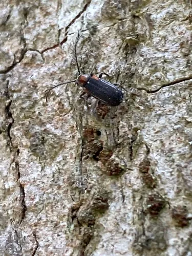 Eucrada humeralis
