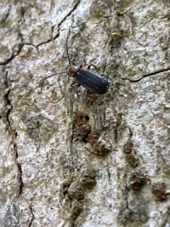 Eucrada humeralis thumbnail 1