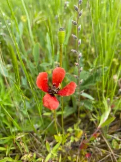 Prickly Poppy thumbnail 2