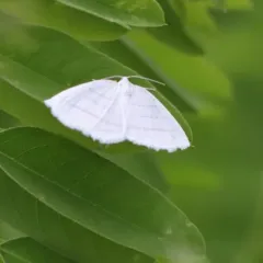 Four-lined Cream Moth thumbnail 2