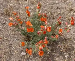 Gooseberryleaf Globemallow thumbnail 3