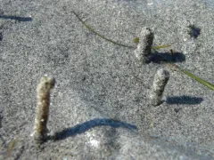 Axiothella rubrocincta thumbnail 4