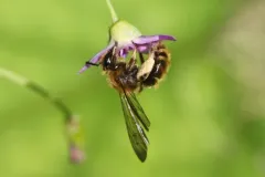 Golden-haired Miner Bee thumbnail 4