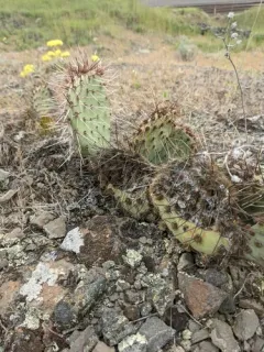 Brown-spined Pricklypear thumbnail 4