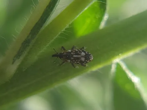 beet petiole borer