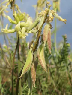 Howell's Milkvetch thumbnail 4