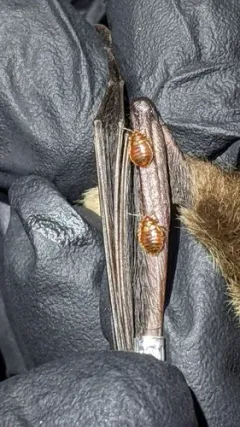 Western Bat Bug thumbnail 2