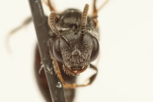 Sphecodes smilacinae