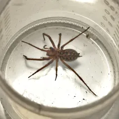 Giant House Spider thumbnail 3