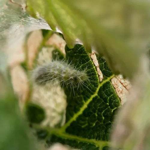 Grape Plume Moth