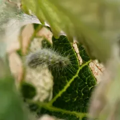 Grape Plume Moth thumbnail 1