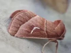 Marsh Fern Moth thumbnail 2
