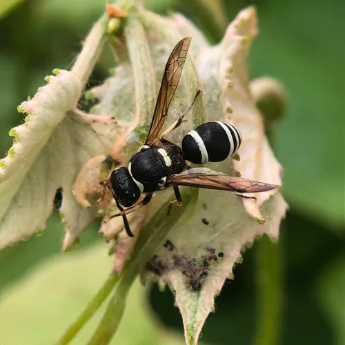 Walden’s Potter Wasp