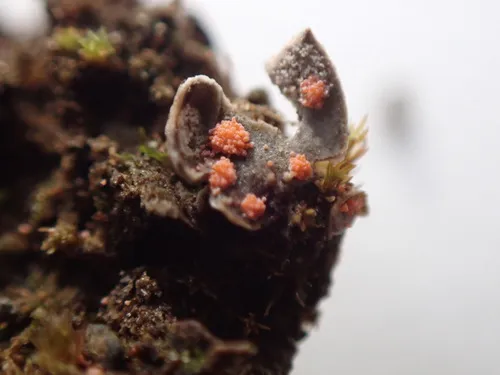 Illosporium carneum