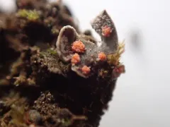 Illosporium carneum thumbnail 1