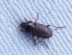 Silky Harp Ground Beetle thumbnail 4