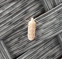 Cotton stem moth thumbnail 3