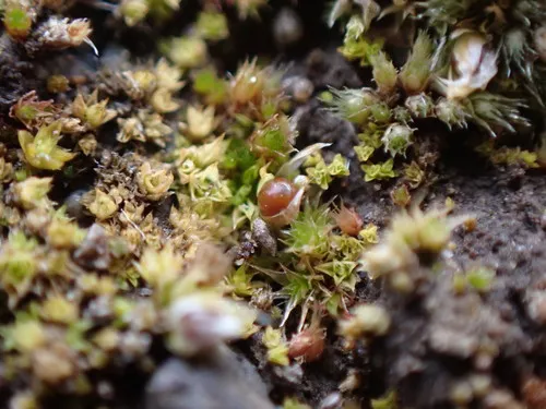 Cuspidate Earth Moss