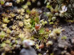 Cuspidate Earth Moss thumbnail 1