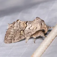 Four-spotted Gluphisia Moth thumbnail 4