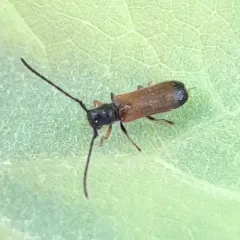Plum Beetle thumbnail 1