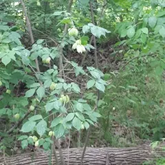 American bladdernut thumbnail 2