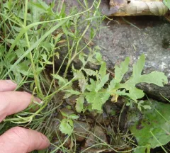 Creeping Yellowcress thumbnail 3