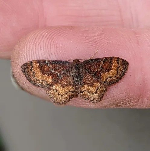 Dark-ribboned Wave Moth