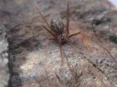 Northwestern Cellar Spider thumbnail 3