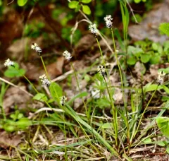 Bulrush Sedge thumbnail 4