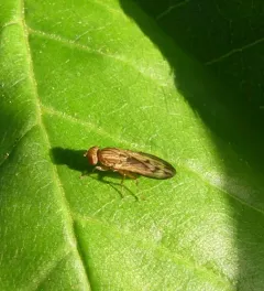 Opomyza petrei thumbnail 3