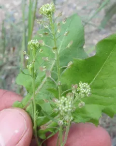 Garden Cress thumbnail 2