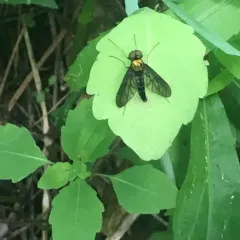 Golden-backed Snipe Fly thumbnail 2