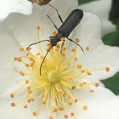 Grammoptera subargentata