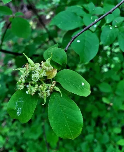 Taphrina confusa