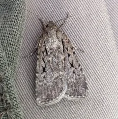 Spaelotis bicava thumbnail 1