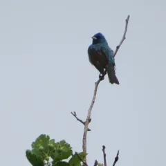 Indigo Bunting thumbnail 3
