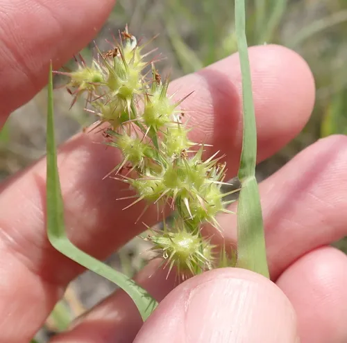 coastal sandbur