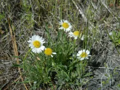 Snake River Daisy thumbnail 2