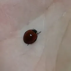 LeConte's Giant Lady Beetle thumbnail 2