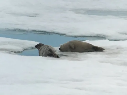 Ringed Seal