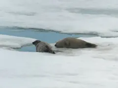 Ringed Seal thumbnail 1