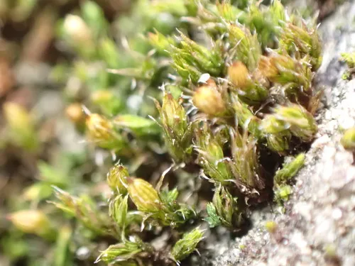 White-tipped Bristle-moss