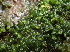 Solenostoma fusiforme thumbnail 2